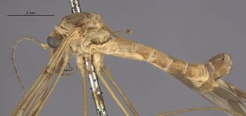 Media type: image;   Entomology 10301 Aspect: habitus lateral view